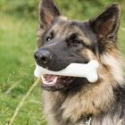 Os melhores ossos para limpar os dentes dos cães