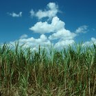 Como descascar e comer cana-de-açúcar