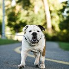 Cómo enseñarle a un cachorro a caminar con la correa