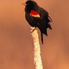 ¿Qué aves son rojas y negras?