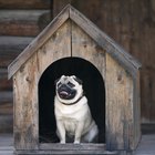 Types Of Flooring For Dog Kennels Pets