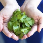 Fresh Romano salad