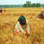 Advantages and drawbacks of buying Fair Trade products