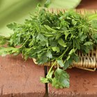 Close-up of parsley