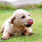 Como controlar alergia à grama em cães