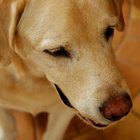 Como reconhecer e tratar um cisto dermoide em cães