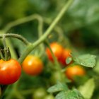 El tiempo de cosecha de tomates