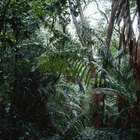Quais são os três tipos de produtores encontrados na floresta tropical?