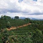 Cómo cuidar de una planta de café