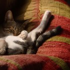 ¿Por qué duermen mucho los gatos?