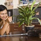 Más verde en tu hogar: conoce las mejores plantas de interior
