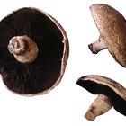 Portobello mushrooms on rustic wooden desk.