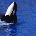 ¿Cuál es el hábitat de las orcas?