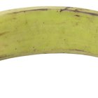 ¿Qué provoca que el plátano se eche a perder más rápido en el refrigerador?