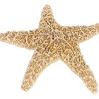 Cómo quitarle el olor a una estrella de mar seca