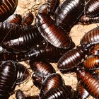 Los efectos que produce inhalar el aerosol Raid contra hormigas y cucarachas