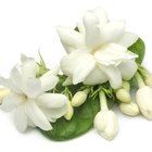 ¿Cómo se reproducen las gardenias jazmín del cabo?