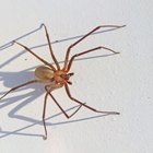 First Stages of Brown Recluse Bites