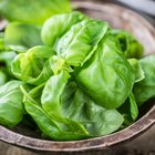 Fresh green salad with spinach ,ruccola,lettuce on wooden table.