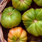 Whole canned tomatoes in pottery dish from above on wood.