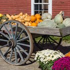 display of fresh yellow squash at the market