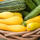 Fresh baked zucchini with meat and cheese.