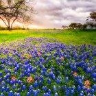 Texas Storm