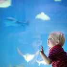 Little boy at the Downtown Aquarium, Denver