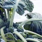 close-up of artichokes