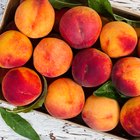 Fresh peaches on wooden background