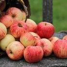 Red group of apples form autumn golden harvest