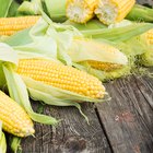 Grilled corn cobs on wooden background