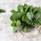 Basil Leaves (selective focus; close-up shot)