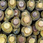 Closed Up Image of a Dish With Abalone and Green Vegetables, High Angle View