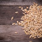 Pearl barley in a wooden spoon