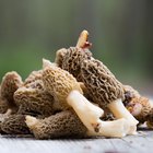 spring mushrooms in a frying pan