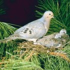 Mourning dove on rock, North American upland game bird