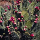 Leave of cactus nopales. Mexican food and drink ingredient. top view