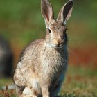 Cómo conservar pieles de conejo