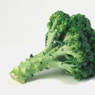 a broccoli plant