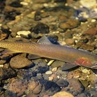 How to Determine Trout Gender | Gone Outdoors | Your Adventure Awaits