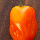 Roasted red pepper
