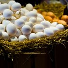 Woman holding trays of eggs, mid section, close-up