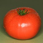 Whole can of tomatoes isolated from above on wood.