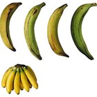 unripe baking bananas (plantain bananas) in a wooden crate