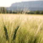 wheat, grain and flour