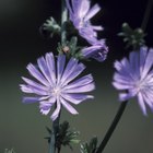 Close up of Arnica Flower