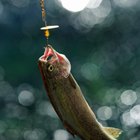 Los mejores lugares para la pesca en lagos en el oeste de Washington