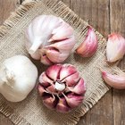 Bulbs of garlic on cutting board and garlic press