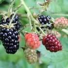 blueberry shrubs with berry